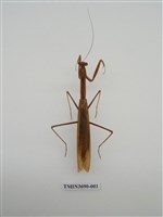 藏品(螳螂)的圖片